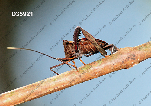 Acanthocephala latipes (Coreidae, Heteroptera, Hemiptera)